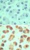 LY6G6D antibody, NBP2-24668, Novus Biologicals, Immunohistochemistry frozen image 