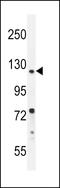 CHL1 antibody, LS-C167326, Lifespan Biosciences, Western Blot image 