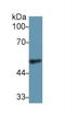 Fibrinogen Gamma Chain antibody, LS-B13937, Lifespan Biosciences, Western Blot image 