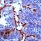 Tubulin Alpha 1a antibody, TA354310, Origene, Immunohistochemistry frozen image 