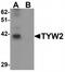 TRNA Methyltransferase 12 Homolog antibody, TA319949, Origene, Western Blot image 