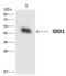 Indoleamine 2,3-Dioxygenase 1 antibody, 202517-T04, Sino Biological, Immunoprecipitation image 