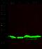 Diablo IAP-Binding Mitochondrial Protein antibody, GTX02004, GeneTex, Western Blot image 