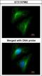 Importin 13 antibody, GTX107982, GeneTex, Immunocytochemistry image 