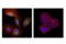 Growth Arrest Specific 6 antibody, 67202S, Cell Signaling Technology, Immunofluorescence image 