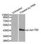 Jun Proto-Oncogene, AP-1 Transcription Factor Subunit antibody, MBS128385, MyBioSource, Western Blot image 