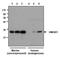 High Mobility Group Box 1 antibody, GTX33926, GeneTex, Western Blot image 