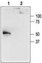 Potassium Two Pore Domain Channel Subfamily K Member 4 antibody, TA328664, Origene, Western Blot image 