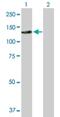 SWI/SNF Related, Matrix Associated, Actin Dependent Regulator Of Chromatin, Subfamily A Like 1 antibody, H00050485-B01P, Novus Biologicals, Western Blot image 