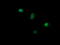 NADPH Dependent Diflavin Oxidoreductase 1 antibody, LS-C174416, Lifespan Biosciences, Immunofluorescence image 