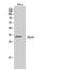 Serine And Arginine Rich Splicing Factor 8 antibody, STJ95784, St John