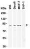 CD248 Molecule antibody, NBP1-77311, Novus Biologicals, Western Blot image 