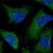 CDGSH Iron Sulfur Domain 2 antibody, PA5-53398, Invitrogen Antibodies, Immunofluorescence image 