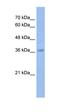 MYB Proto-Oncogene, Transcription Factor antibody, orb329996, Biorbyt, Western Blot image 