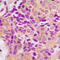 Mitochondrial Ribosomal Protein S21 antibody, LS-C368423, Lifespan Biosciences, Immunohistochemistry paraffin image 