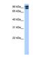 C2CD2 Like antibody, NBP1-69582, Novus Biologicals, Western Blot image 