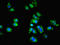 Spire Type Actin Nucleation Factor 2 antibody, LS-C371929, Lifespan Biosciences, Immunofluorescence image 