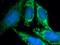 CXXC Finger Protein 5 antibody, 16513-1-AP, Proteintech Group, Immunofluorescence image 