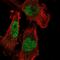 Histone-lysine N-methyltransferase SETDB1 antibody, HPA058484, Atlas Antibodies, Immunocytochemistry image 