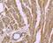 Troponin T2, Cardiac Type antibody, NBP2-75430, Novus Biologicals, Immunohistochemistry paraffin image 