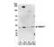Nicotinamide mononucleotide adenylyltransferase 1 antibody, NBP2-32107, Novus Biologicals, Western Blot image 