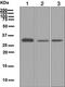 Glutamate-Cysteine Ligase Modifier Subunit antibody, ab124827, Abcam, Western Blot image 