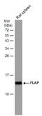 Arachidonate 5-Lipoxygenase Activating Protein antibody, PA5-78368, Invitrogen Antibodies, Western Blot image 