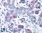 Wnt Family Member 8A antibody, LS-A8519, Lifespan Biosciences, Immunohistochemistry frozen image 
