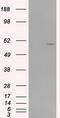 Cytochrome P450 Family 1 Subfamily A Member 2 antibody, CF501156, Origene, Western Blot image 