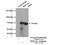 Heat Shock Protein Family A (Hsp70) Member 1 Like antibody, 13970-1-AP, Proteintech Group, Immunoprecipitation image 