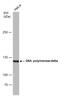 DNA polymerase delta catalytic subunit antibody, GTX77606, GeneTex, Western Blot image 