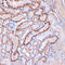 Spectrin Alpha, Non-Erythrocytic 1 antibody, GTX02858, GeneTex, Immunohistochemistry paraffin image 