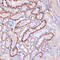 Spectrin alpha chain, brain antibody, GTX02858, GeneTex, Immunohistochemistry paraffin image 