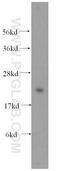 Nucleoplasmin-3 antibody, 11960-1-AP, Proteintech Group, Western Blot image 