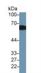 Serpin Family A Member 6 antibody, LS-C294095, Lifespan Biosciences, Western Blot image 