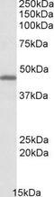 R12 antibody, GTX88292, GeneTex, Western Blot image 