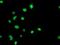 Glycine Amidinotransferase antibody, NBP2-00984, Novus Biologicals, Immunofluorescence image 