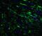 Serine/threonine-protein kinase PINK1, mitochondrial antibody, 7859, ProSci Inc, Immunofluorescence image 