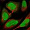 ADP Ribosylation Factor Like GTPase 2 antibody, NBP1-91680, Novus Biologicals, Immunofluorescence image 