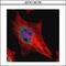 Tyrosyl-DNA Phosphodiesterase 2 antibody, GTX116176, GeneTex, Immunocytochemistry image 