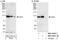 Programmed Cell Death 6 Interacting Protein antibody, NBP1-49701, Novus Biologicals, Western Blot image 