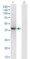 Caveolae Associated Protein 3 antibody, H00112464-M04, Novus Biologicals, Western Blot image 