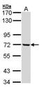 Complement C1r antibody, PA5-28028, Invitrogen Antibodies, Western Blot image 