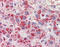 Activated Leukocyte Cell Adhesion Molecule antibody, 51-305, ProSci, Immunohistochemistry frozen image 