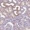 Solute Carrier Family 2 Member 9 antibody, NBP2-47448, Novus Biologicals, Immunohistochemistry frozen image 