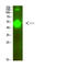 Matrix Metallopeptidase 10 antibody, STJ99325, St John