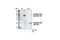 BCL2 Associated Agonist Of Cell Death antibody, 5286T, Cell Signaling Technology, Western Blot image 