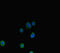 Aryl Hydrocarbon Receptor antibody, LS-C677089, Lifespan Biosciences, Immunofluorescence image 