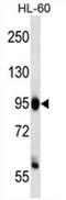 Kiaa0395 antibody, AP54654PU-N, Origene, Western Blot image 