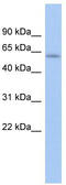 LEM Domain Containing 2 antibody, TA333414, Origene, Western Blot image 